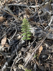 Myriopteris wootonii