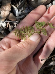 Myriopteris wootonii