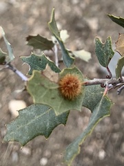 Cynips acraspiformis