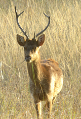 Rucervus duvaucelii branderi