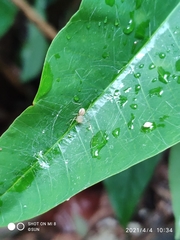 Scytodes pallida