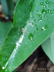 Scytodes pallida