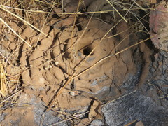 Pheidole sykesii