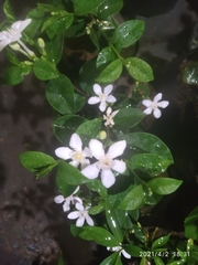 Wrightia antidysenterica