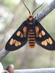 Eressa geographica