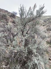 Artemisia tridentata tridentata