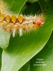 Orgyia australis
