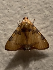 Image of Eulepidotis hermura