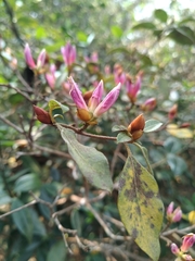Rhododendron breviperulatum