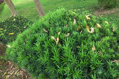 Podocarpus macrophyllus