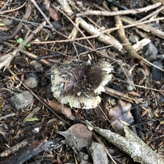 Russula vinaceocuticulata