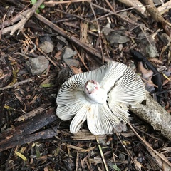 Russula vinaceocuticulata