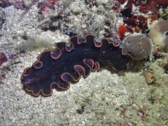 Pseudobiceros splendidus