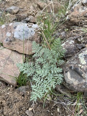 Lomatium canbyi