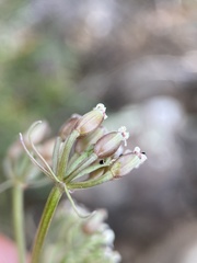 Lomatium canbyi