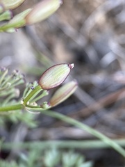 Lomatium canbyi