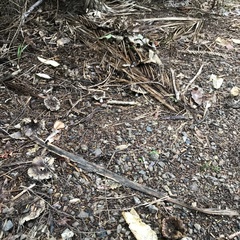 Russula vinaceocuticulata