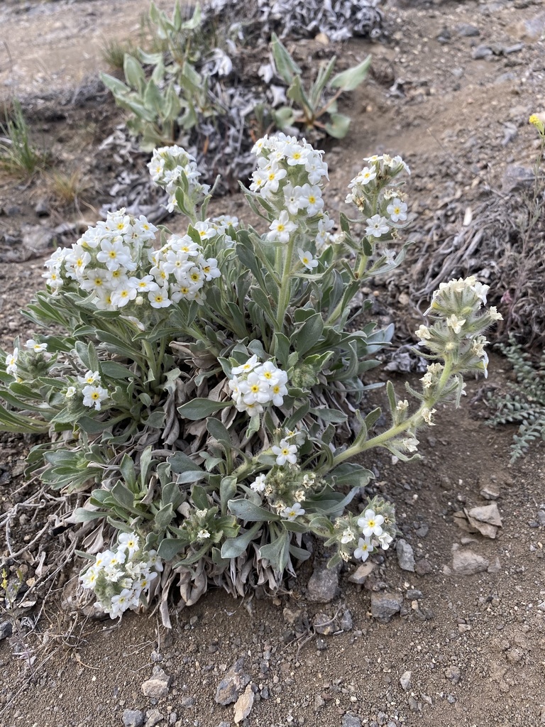 Malheur Cryptantha