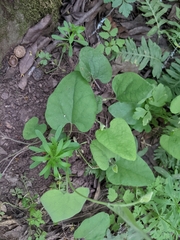 Aristolochia californica