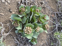 Asclepias cryptoceras davisii