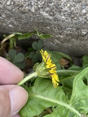Taraxacum officinale