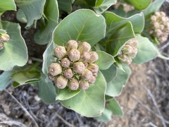 Asclepias cryptoceras davisii