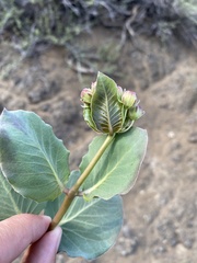 Asclepias cryptoceras davisii