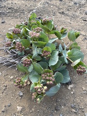 Asclepias cryptoceras davisii