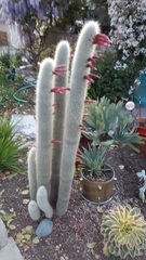 Cleistocactus