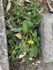 Taraxacum officinale