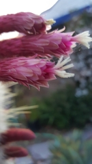 Cleistocactus