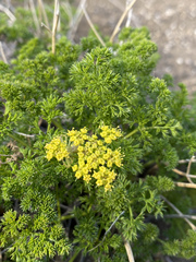 Cymopterus terebinthinus