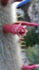 Cleistocactus