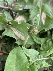 Taraxacum officinale