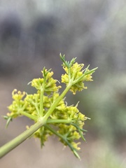 Cymopterus terebinthinus