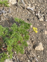 Cymopterus terebinthinus
