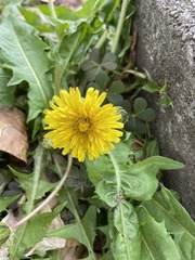 Taraxacum officinale