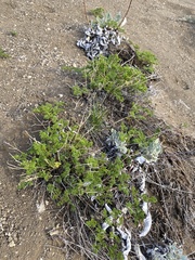 Cymopterus terebinthinus