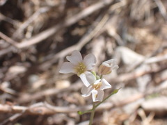 Physaria purpurea