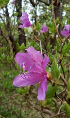 Rhododendron dilatatum dilatatum