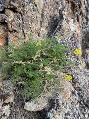 Cymopterus terebinthinus