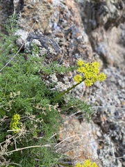 Cymopterus terebinthinus