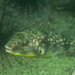 Milkspot Toadfish - Photo (c) Marie Raison, some rights reserved (CC BY-NC), uploaded by Marie Raison