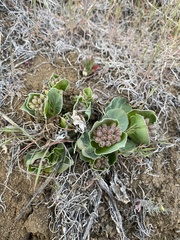 Asclepias cryptoceras davisii