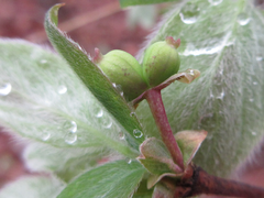 Lonicera praeflorens