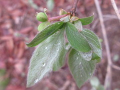 Lonicera praeflorens