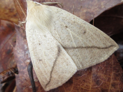 Descoreba simplex