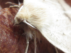 Descoreba simplex