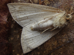 Descoreba simplex