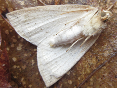 Descoreba simplex